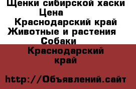 Щенки сибирской хаски › Цена ­ 8 000 - Краснодарский край Животные и растения » Собаки   . Краснодарский край